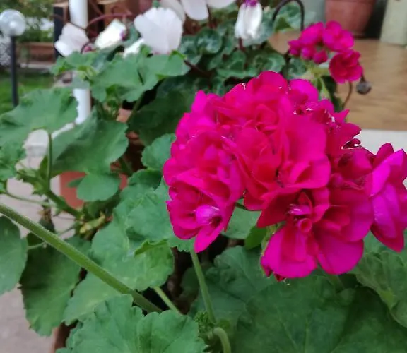 Domus Gratiae 3* Ostia Antica